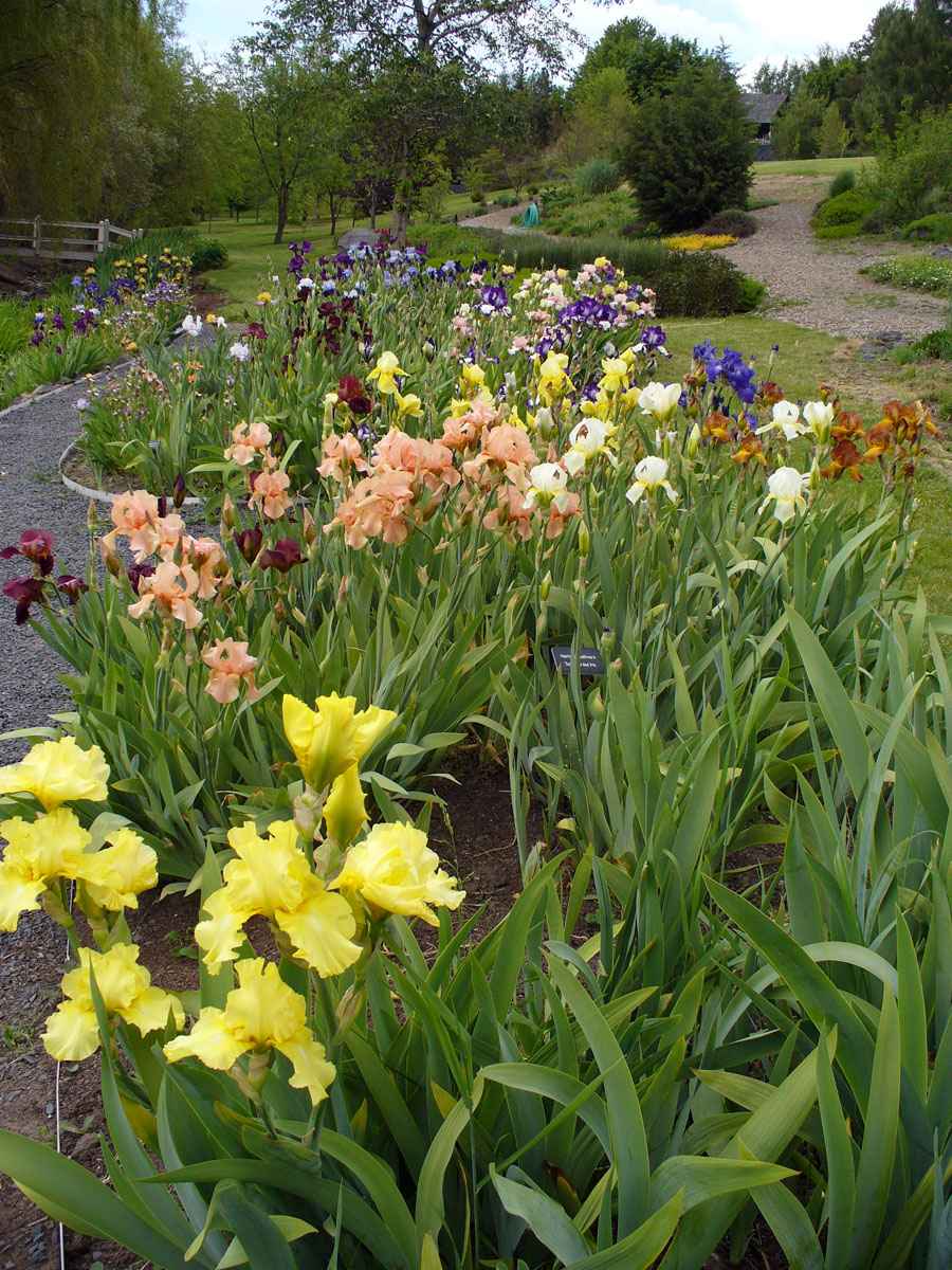 iris by Susan Fluegel